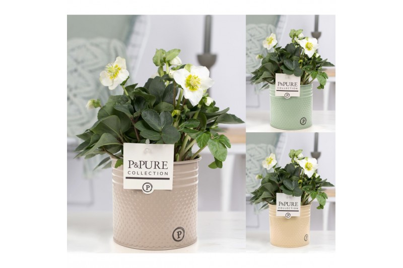Helleborus niger christmas carol in Pure Louise zinc 