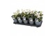 Helleborus niger christmas carol S + etiket 