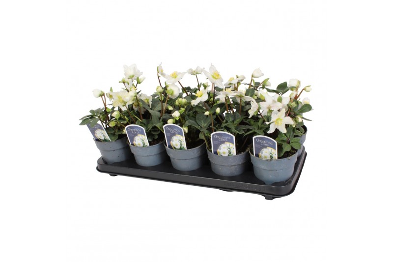 Helleborus niger christmas carol S + etiket 