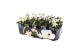 Helleborus niger christmas carol S met kraag 