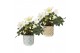 Helleborus niger christmas carol in Barok pot goud en zilver hoogglans 
