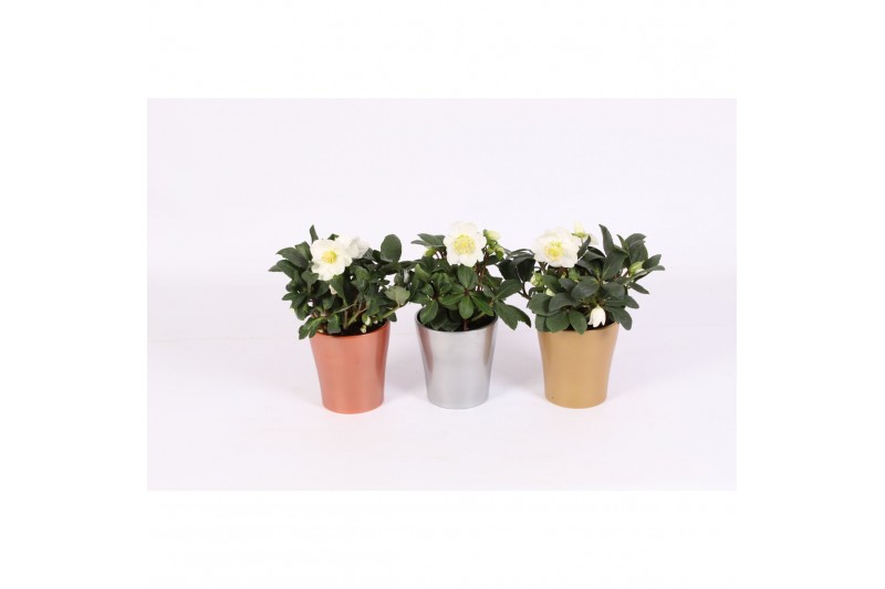 Helleborus niger christmas carol in pot stefanie 3 ass. Helleborus niger christmas carol in pot stefanie 3 ass.