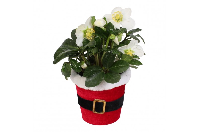 Helleborus niger christmas carol in pot santi 