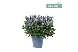 Hebe hebedonna britta Hebe Addenda Donna® - Blue