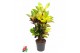 Codiaeum variegatum mrs iceton vertakt 