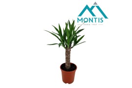 Yucca elephantipes Stam