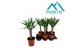 Yucca elephantipes Stam 