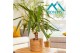 Yucca elephantipes Stam 