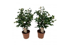 Camellia japonica brushfields yellow 15-20 knoppen