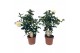 Camellia japonica brushfields yellow 15-20 knoppen 