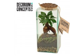 Arrangementen kamerplanten Terrarium Eris (Decorum concepts)