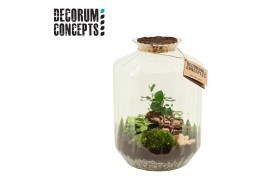 Arrangementen kamerplanten Terrarium Strepe (Decorum concepts)