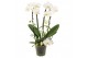 Phalaenopsis wit Phalaenopsis twirl wit A2 15 bl. 3 tak/plnt 