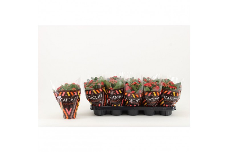Kalanchoe rosalina don amador Catchy Season rood 