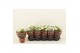 Kalanchoe calandiva whites Catchy Season White 