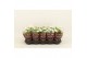 Kalanchoe calandiva whites Catchy Season White 
