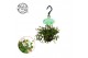 Peperomia pepperspot hp 
