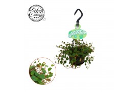 Peperomia pepperspot hp