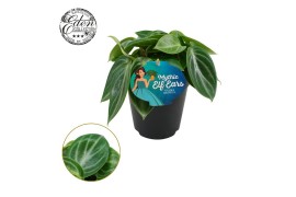 Peperomia overig Peperomia