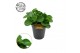 Peperomia obtusifolia red canyon 