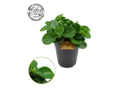 Peperomia obtusifolia red canyon