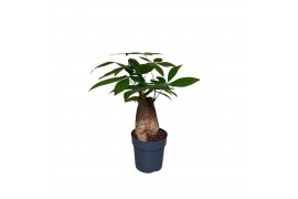 Pachira aquatica trunk compact