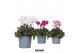 Crispino Cyclamen Crispino mix 