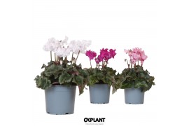 Crispino Cyclamen Crispino mix