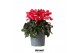 Cyclamen pers. super serie djix red 