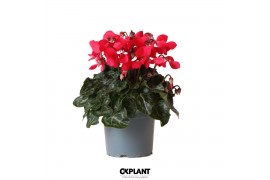 Cyclamen pers. super serie djix red