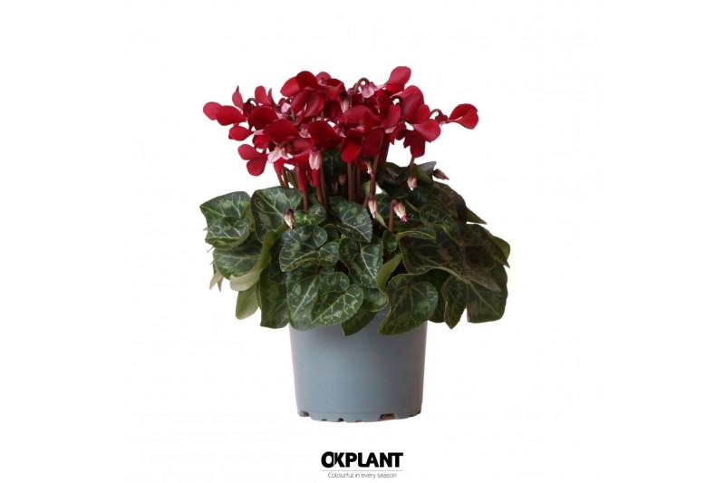 Cyclamen pers. super serie djix dark red Cyclamen pers. super serie djix dark red