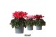 Cyclamen pers. super serie djix mix 
