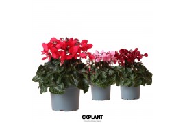 Cyclamen pers. super serie djix mix