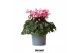 Cyclamen pers. super serie djix pink 