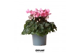 Cyclamen pers. super serie djix pink