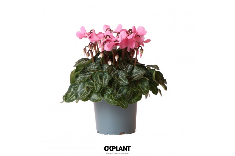 Cyclamen pers. super serie djix pink 