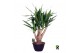 Yucca elephantipes Vertakt 