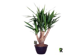 Yucca elephantipes Vertakt