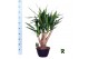 Yucca elephantipes Vertakt 