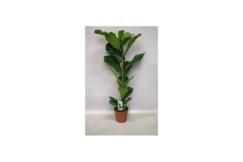 Ficus lyrata 