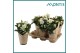 Helleborus niger christmas carol kraft hoes 