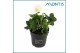 Helleborus niger christmas carol medium 