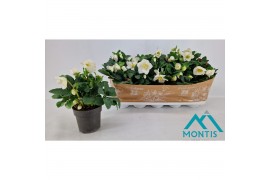 Helleborus niger christmas carol xl