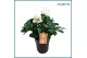 Helleborus niger christmas carol xl 