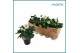 Helleborus niger christmas carol xl 