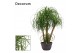 Beaucarnea recurvata vertakt decorum 