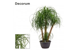 Beaucarnea recurvata vertakt decorum