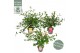 Camellia sasanqua premium mixlaag 
