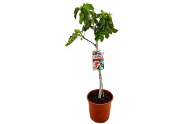 Ficus carica