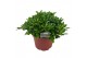 Pittosporum nanum tobira 
